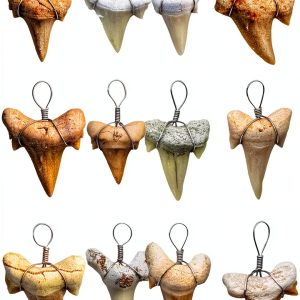 Fun-Weevz Real Fossil Shark Teeth for Jewelry Making, Assorted Sharks Tooth Pendant Jewelry Accessories for Necklace, Small Bulk Lot Assorted Size and Color Wire Wrapped Fossils-0