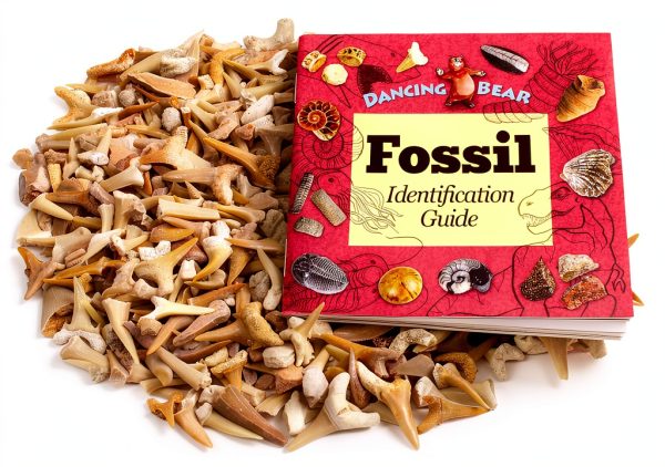 Shark Teeth Fossils 1lb – Dancing Bear A&B Moroccan Paleocene-1